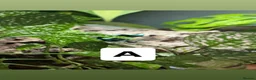 Frog reptiles for sale: Posion Dart frogs and whites tree frog  - Advert 1