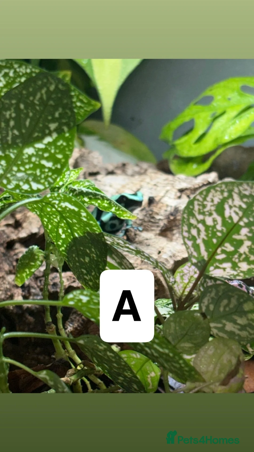 Frog reptiles for sale: Posion Dart frogs and whites tree frog  - Advert 1