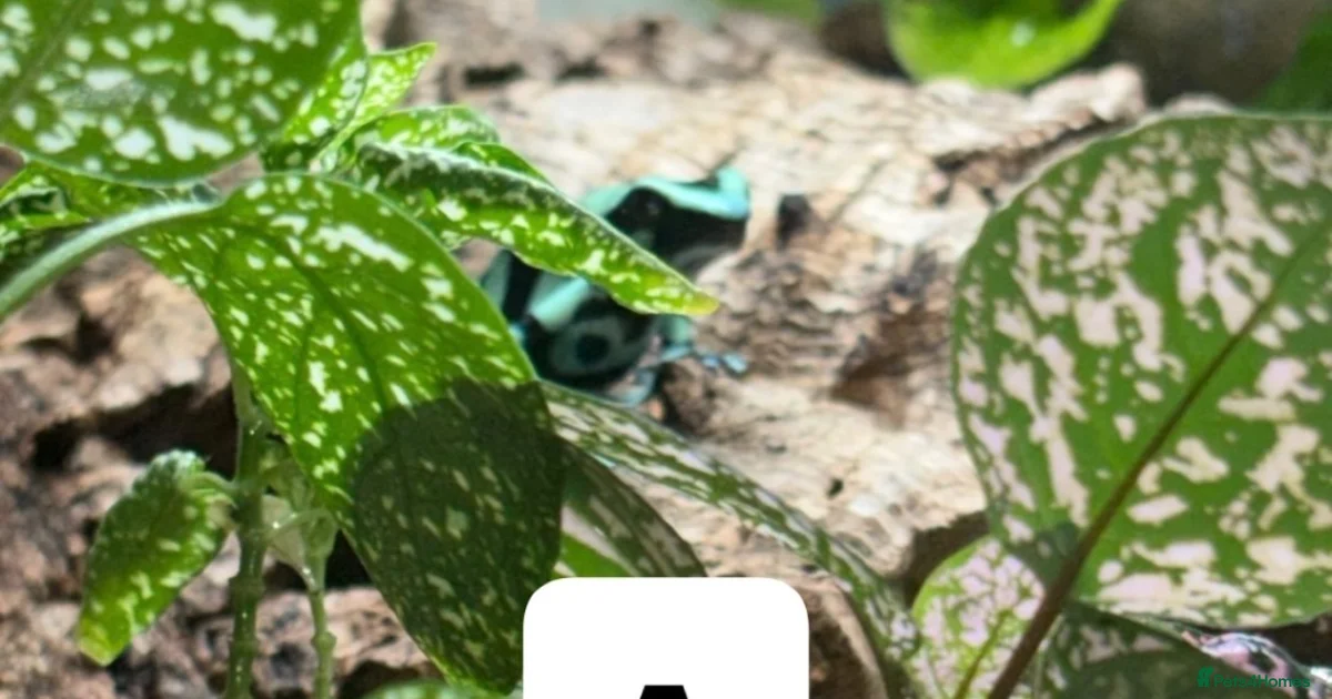 Frog Between Viv Frog Reptiles for sale | Pets4Homes