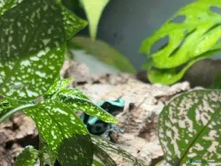 Frog reptiles Posion Dart frogs and whites tree frog - Advert 1