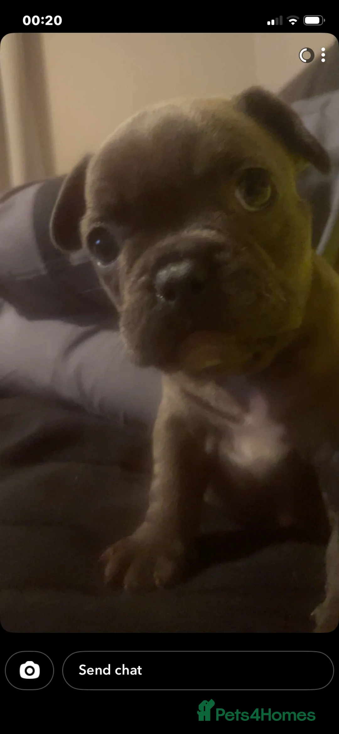French Bulldog dogs for sale: 3 French bulldog puppies  - Advert 6