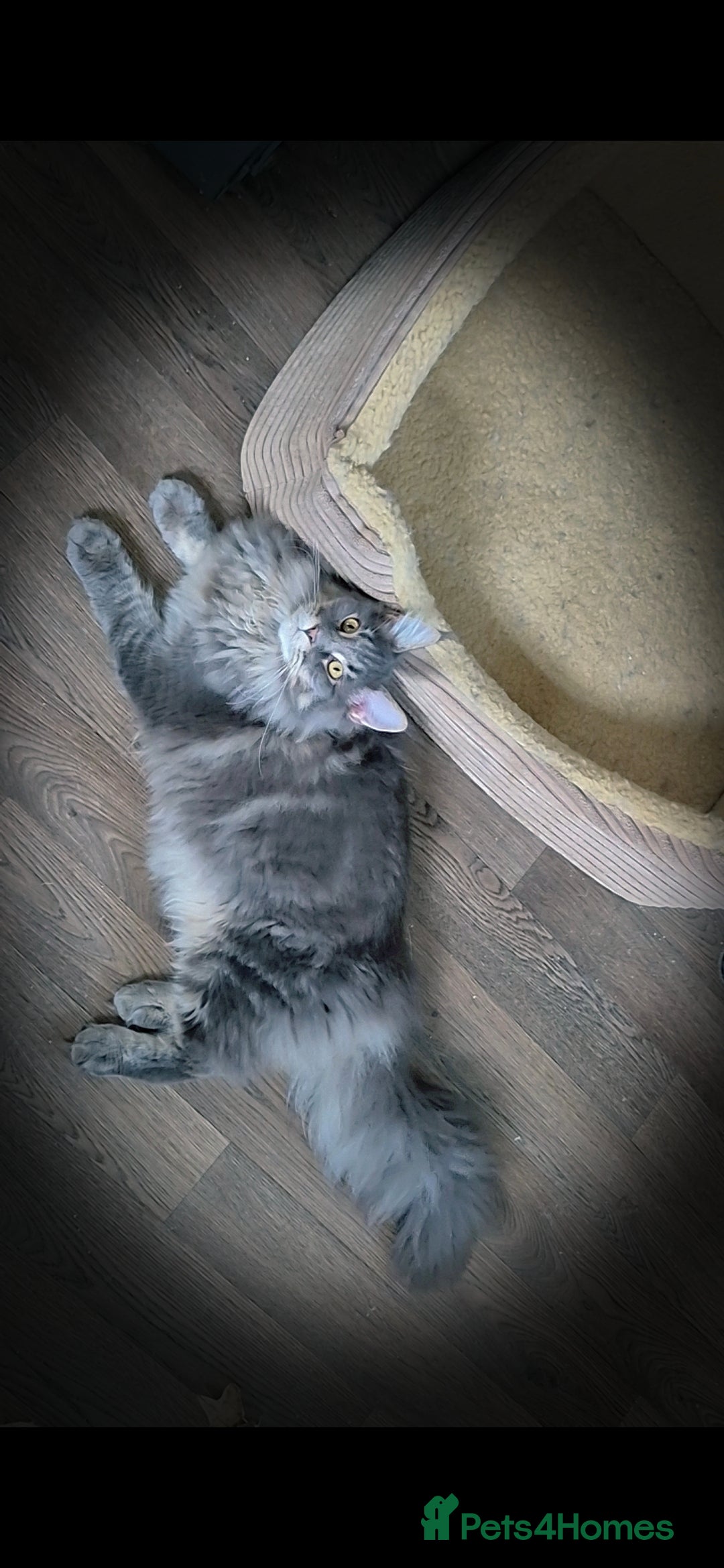 Maine Coon cats for sale: Maine coon kittens  - Advert 7
