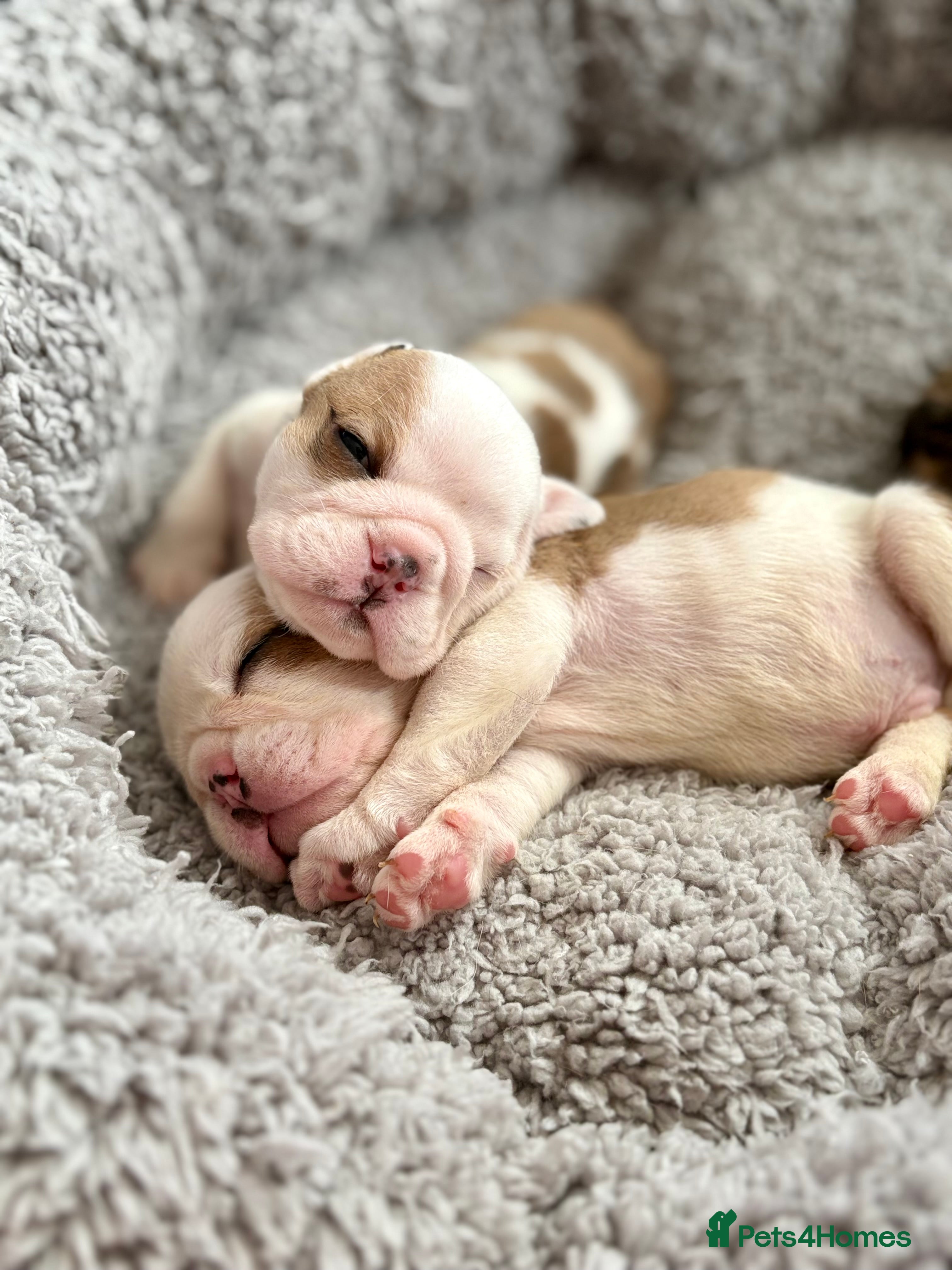 English Bulldog dogs 🐾 KC REG ENGLISH BULLDOG PUPPIES READY SOON🐾 - Advert 1