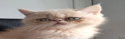 Exotic cats for sale: Domel - Advert 6