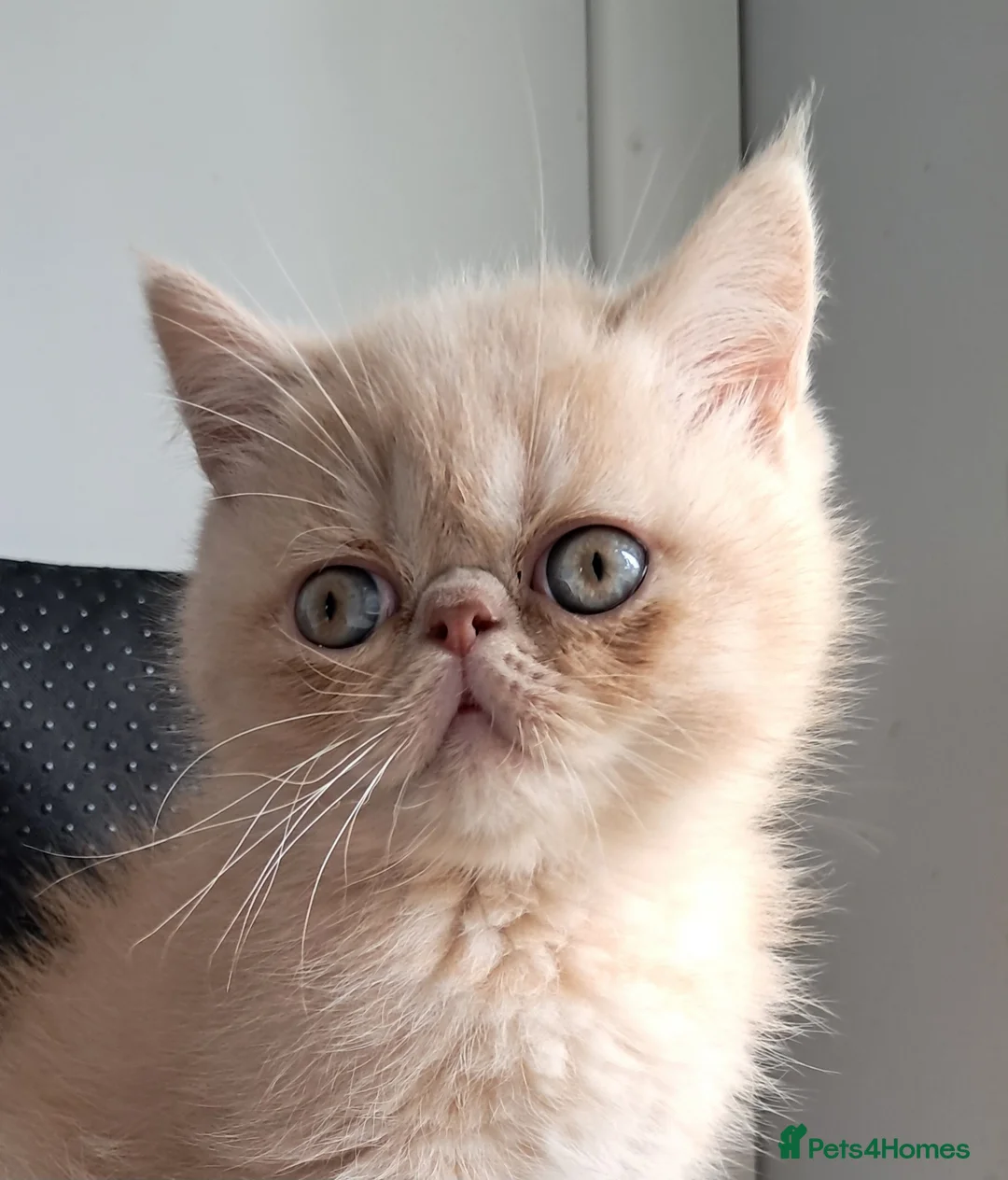 Exotic cats for sale: Domel - Advert 6