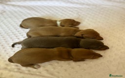 Miniature Dachshund dogs for sale: Superb Miniature KC reg Dachshund puppies - Image 8