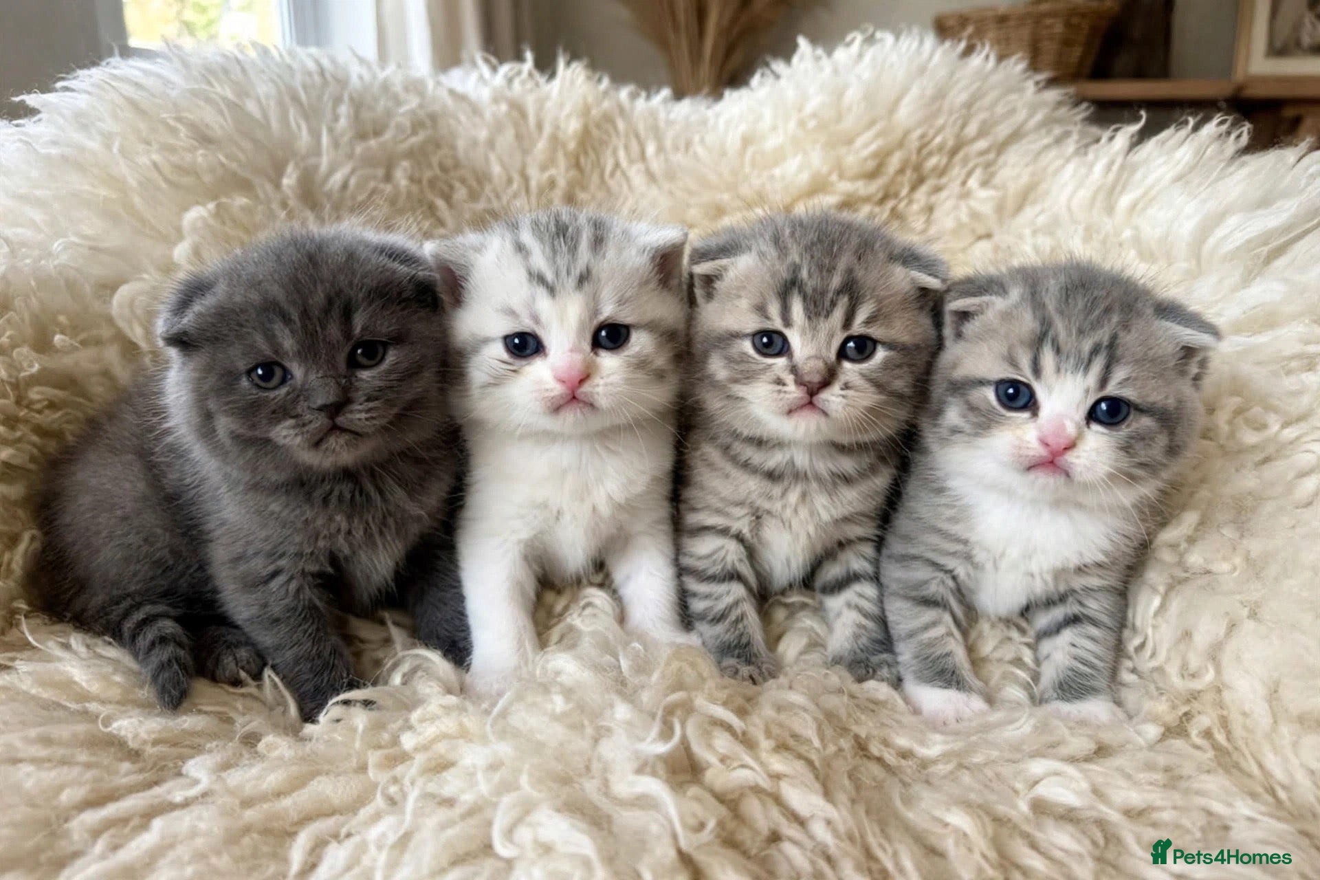 British Shorthair cats for sale: Outstanding Kittens Ready Before  ** 😻🐾🏆🥇 - Advert 1