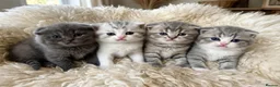 British Shorthair cats for sale: Outstanding Kittens Ready Before  ** 😻🐾🏆🥇 - Advert 1