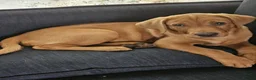 Labrador Retriever dogs for sale: Red Labrador Puppies in Milton Keynes - Advert 5