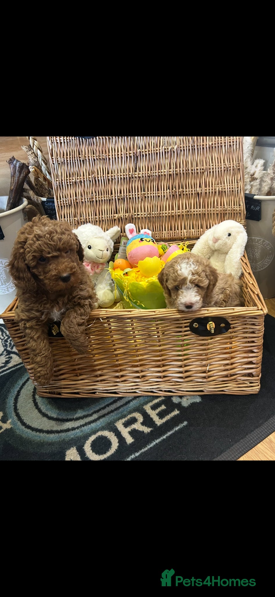 Poochon dogs Adorable Poochon puppies  - Advert 18