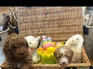 Poochon dogs Adorable Poochon puppies - Advert 18