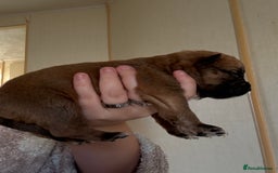 Mixed Breed dogs for sale: German shepherd cross chow chow/French bulldog  - Image 11