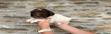 English Springer Spaniel 2