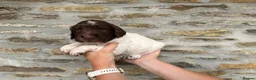 English Springer Spaniel dogs for sale: Springer spaniel puppies  - Advert 5