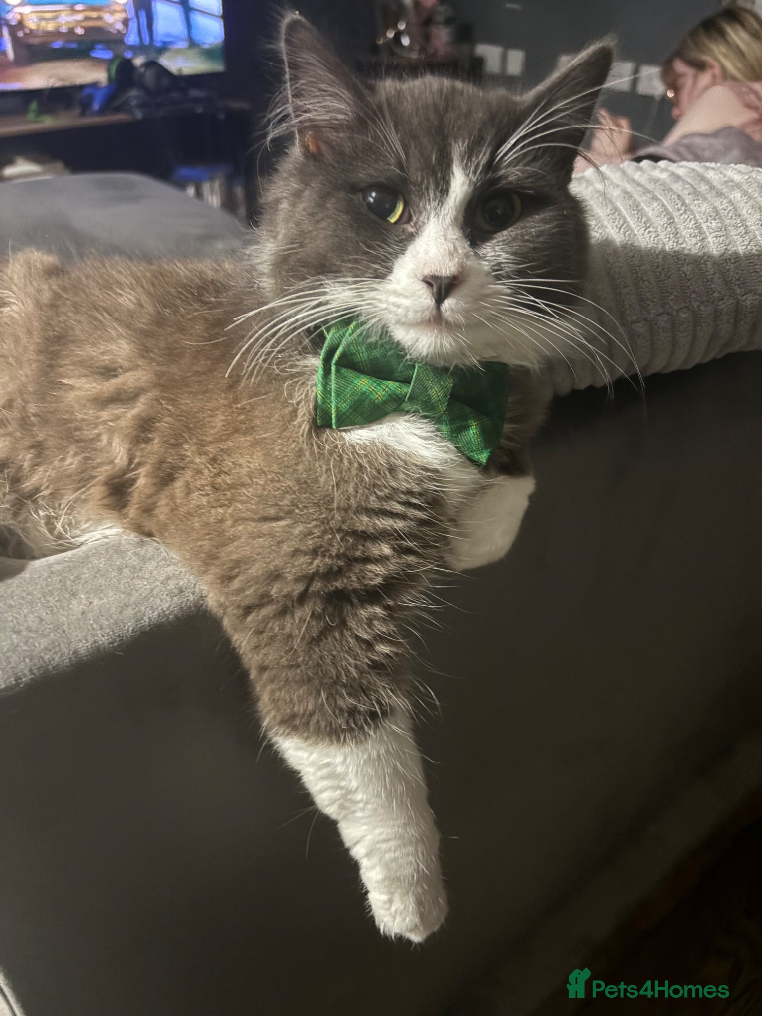 Norwegian Forest Cat cats Stormzy  - Advert 1