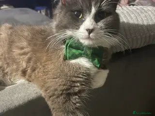 Norwegian Forest Cat cats Stormzy - Advert 3