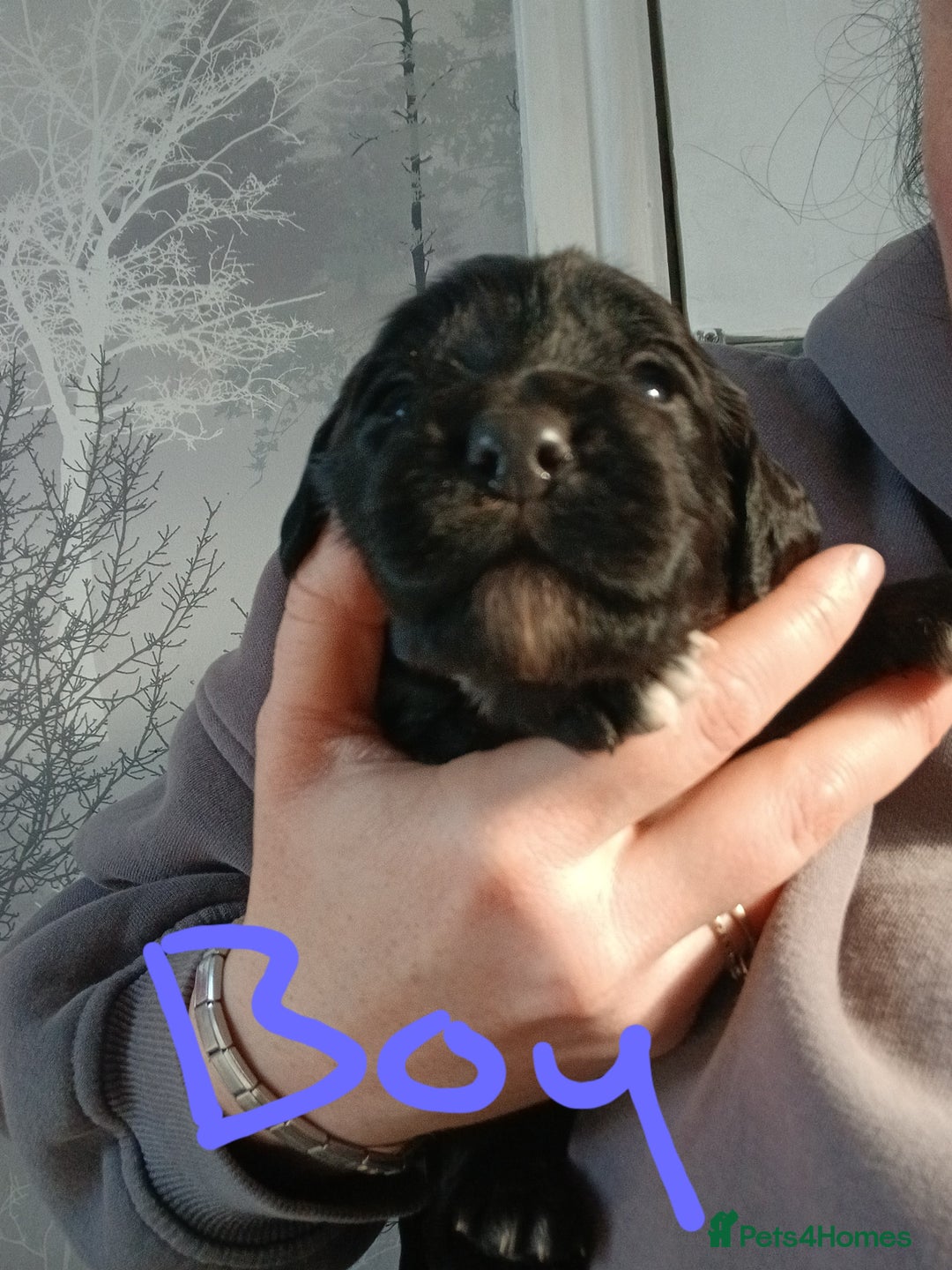 Sprocker dogs for sale: READY NOW !! 3 sprocker spaniels left  👀🏡✨️ in Wakefield - Image 31
