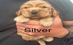 Cocker Spaniel dogs for sale: KC Reg show Type Cocker Spaniels VILLASPANIOL sire - Image 8
