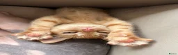 Mixed Breed cats for sale: Kittens - Advert 4
