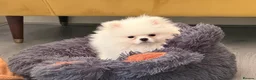 Pomeranian dogs for sale: Gorgeous White Teddy Bear Pomeranian Puppies  - Advert 4
