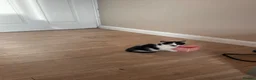 Mixed Breed cats for sale: 2 x beautiful male kittens - Advert 9