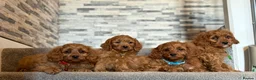 Cavapoo dogs for sale: Deep fox red cavapoos reared with passion and lovr - Advert 5