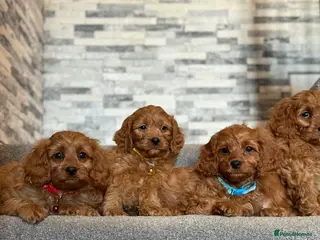 Cavapoo dogs Deep fox red cavapoos reared with passion and lovr - Advert 4
