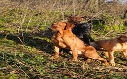 Labrador Retriever dogs for stud: Health tested- Kc registered Fox Red Labrador for  in York - Image 12