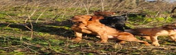 Labrador Retriever dogs for stud: Health tested- Kc registered Fox Red Labrador for  in York - Advert 12