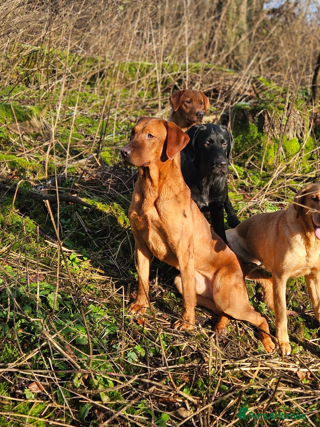 Labrador Retriever dogs for stud: Health tested- Kc registered Fox Red Labrador for  in York - Image 12