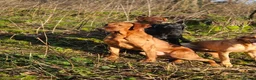 Labrador Retriever dogs for stud: Health tested- Kc registered Fox Red Labrador for  in York - Advert 12