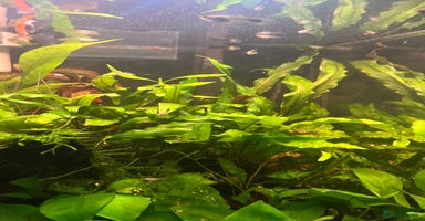 Other/Mixed Breed fish in Lancing - Advert 5