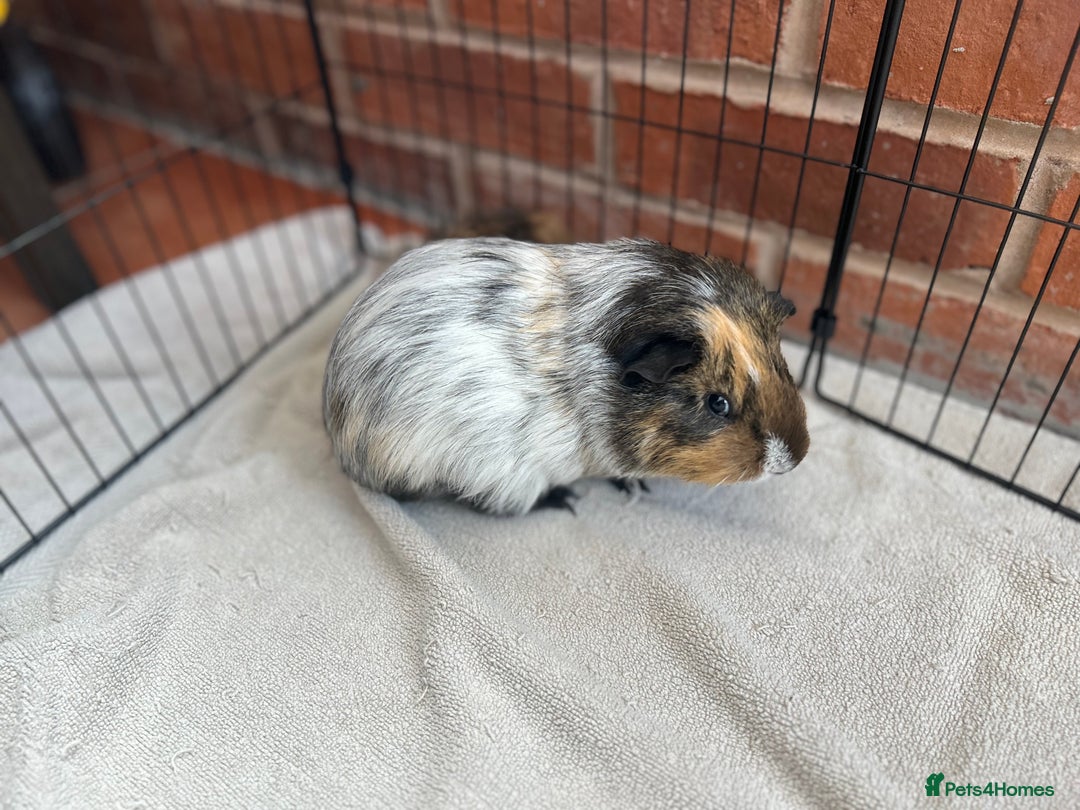 Guinea Pig rodents for sale: Bonded Male Guinea Pigs - Image 4