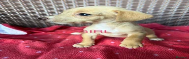 Jack Russell 8