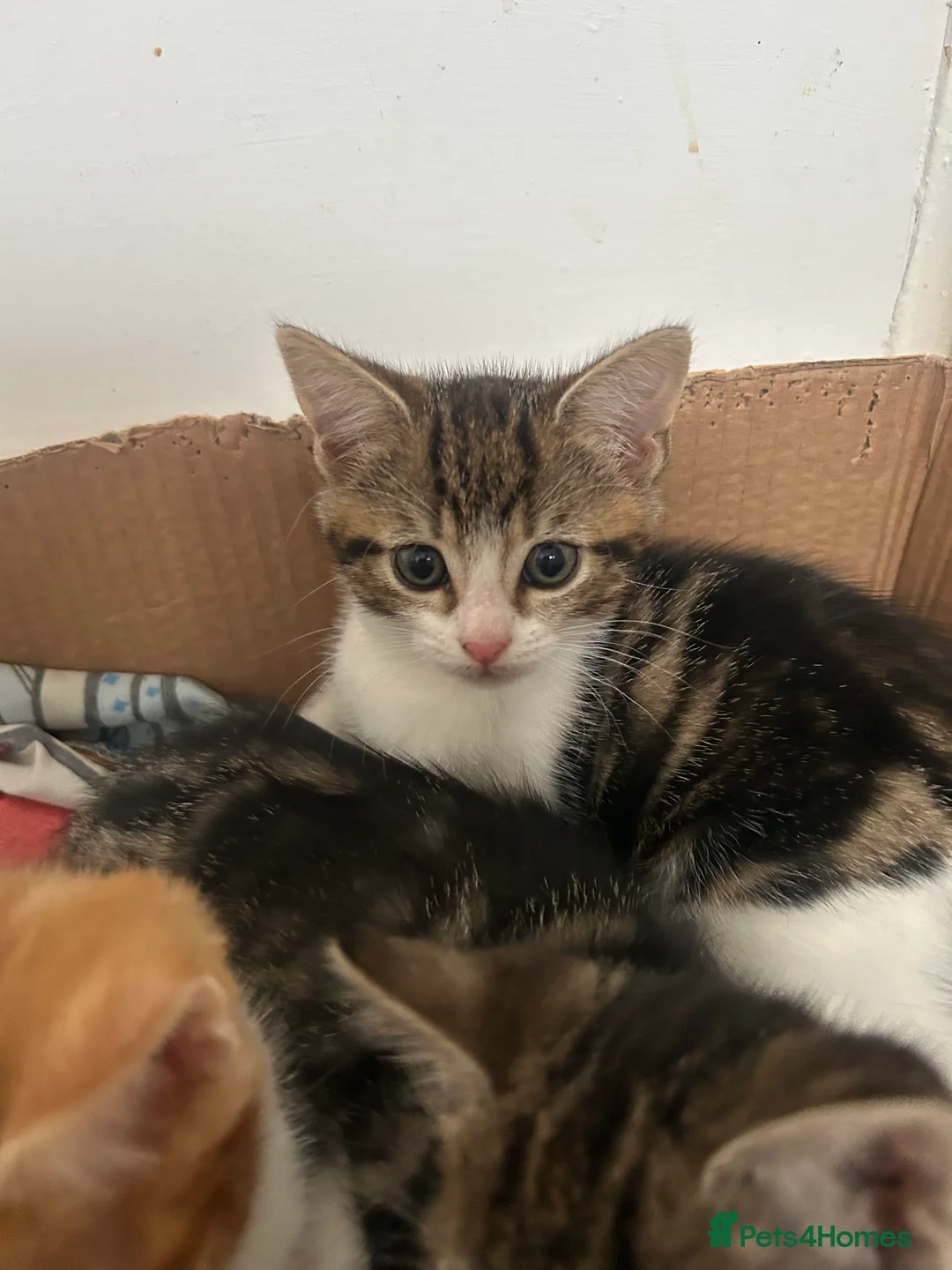 Mixed Breed cats for sale: 3 beautiful tabby/ tortoise-shell kittens   - Advert 2