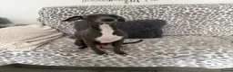 Italian Greyhound dogs for sale: Stunning Fawn Girl - Advert 8