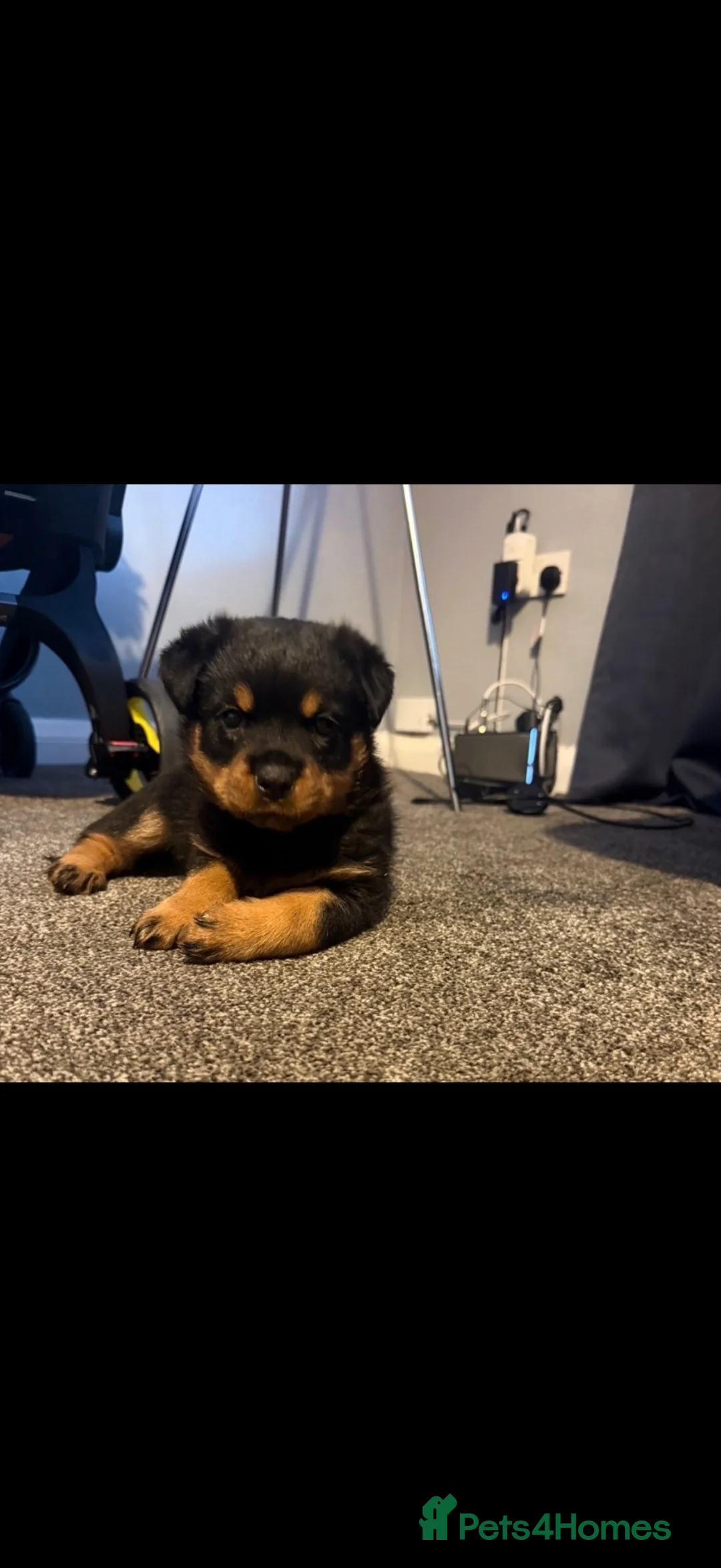 Rottweiler dogs for sale: Rottweiler - Advert 2