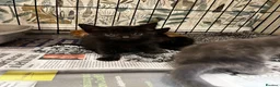 Mixed Breed cats for sale: 3 black males  in Watford - Advert 6