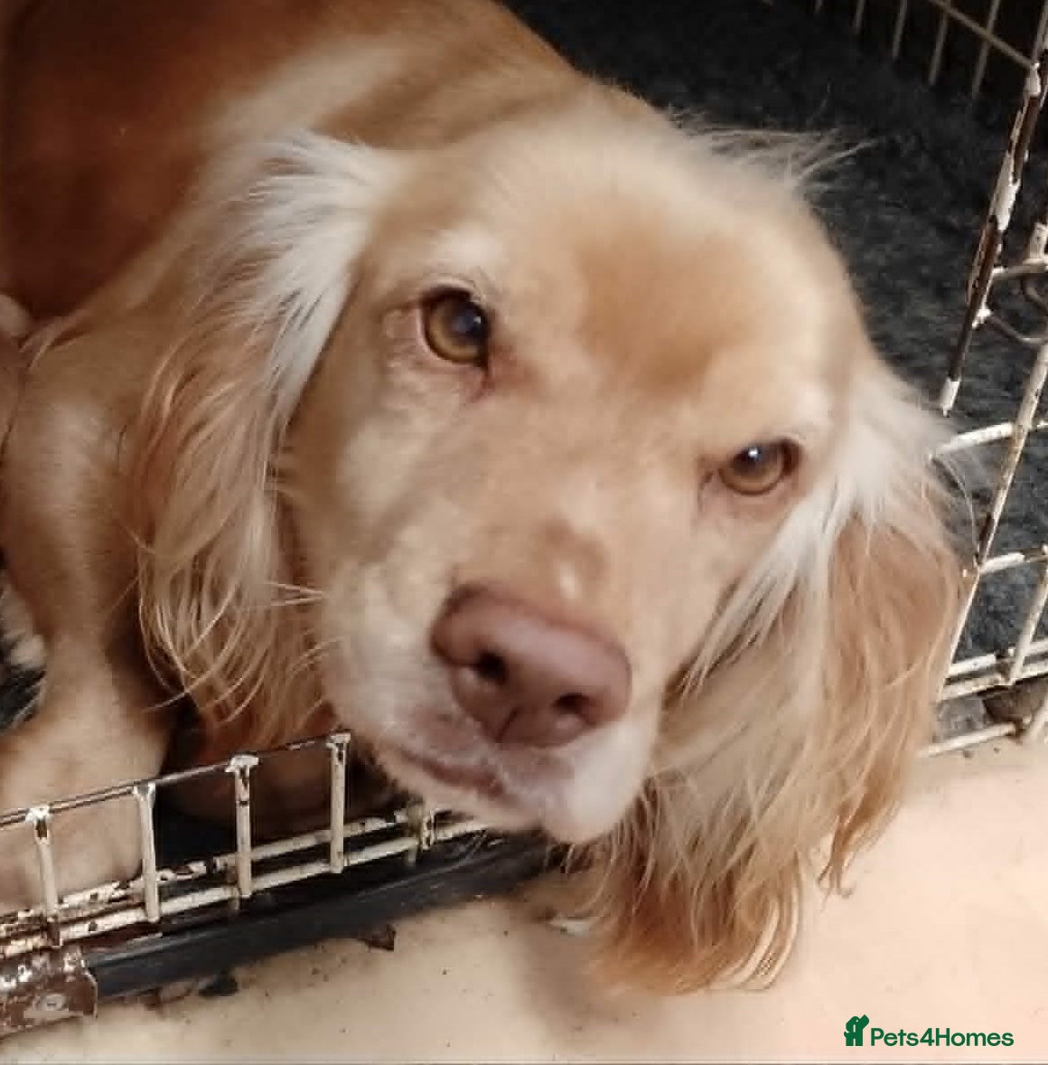 Cocker Spaniel dogs kc reg working cocker spaniel - Advert 1