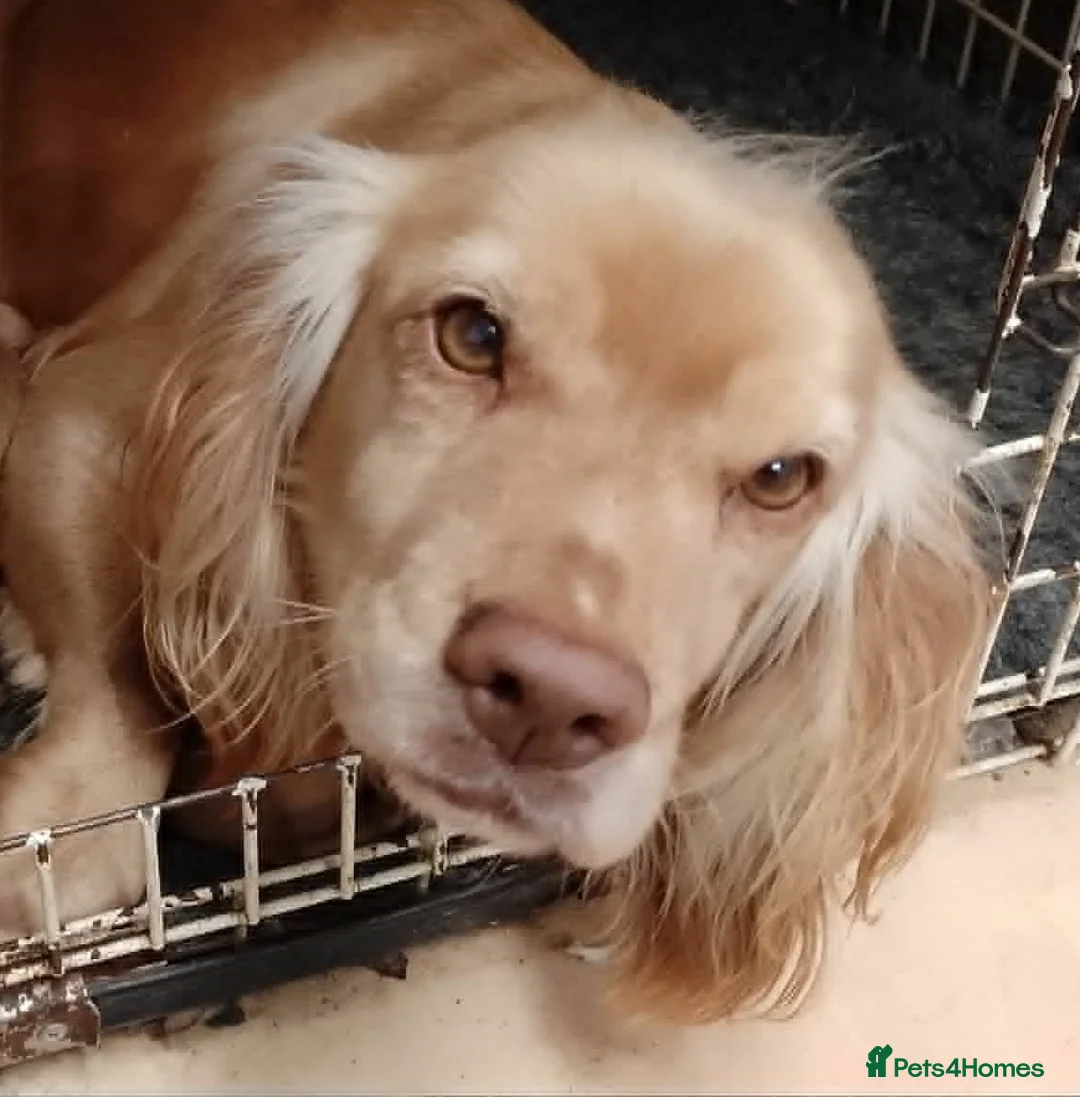 Cocker Spaniel dogs for sale: kc reg working cocker spaniel - Advert 1