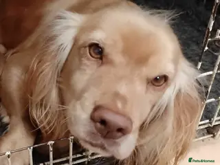 Cocker Spaniel dogs kc reg working cocker spaniel - Advert 1