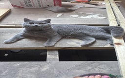 British Shorthair cats for sale: British shorthair cats Gccf registered  - Image 9