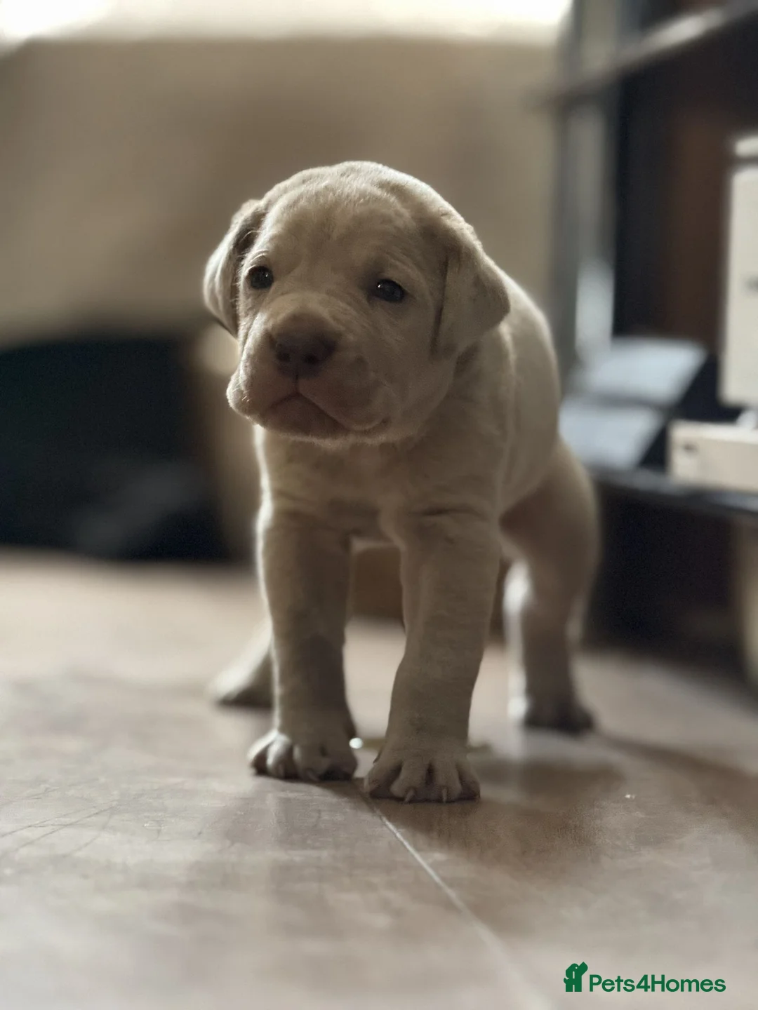 Bandog dogs for sale: Bandogge Puppies – Big, Loving Gentle Giants in Enfield - Advert 14