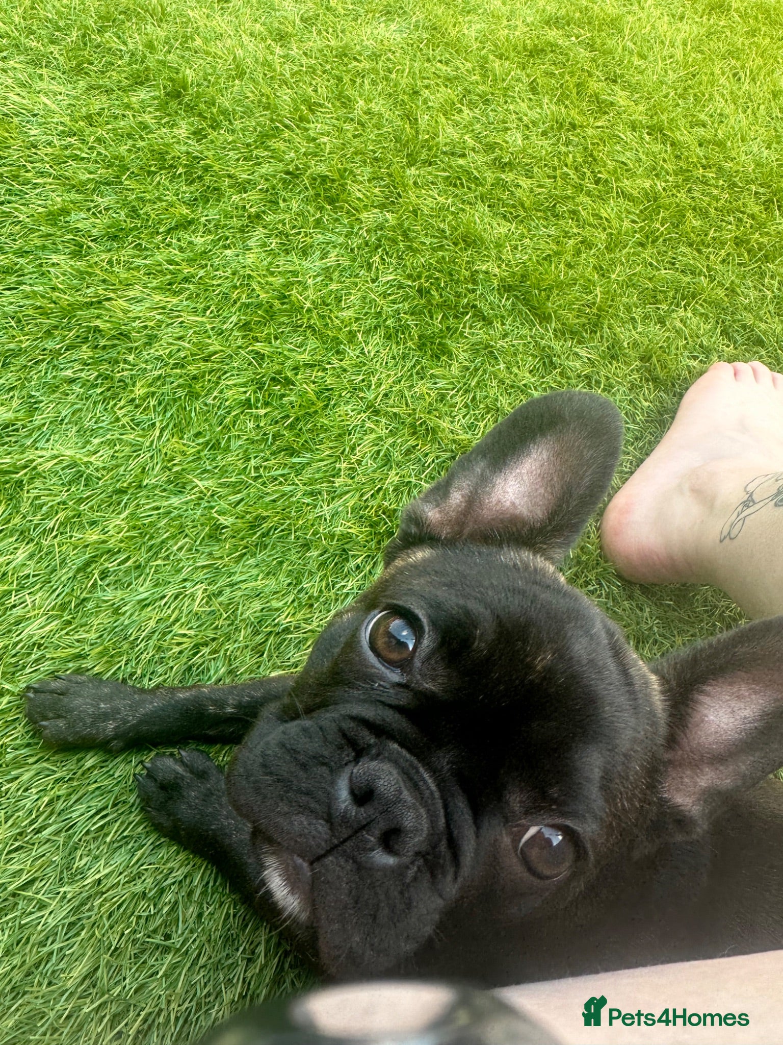 French Bulldog dogs Issy  - Advert 6