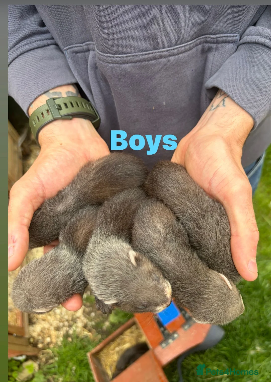 Ferret rodents for sale: Baby ferrets  - Advert 7