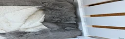 British Shorthair cats for sale: Blue British short hair babies for sale  - Advert 9