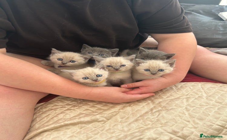 Ragdoll cats - Advert 2