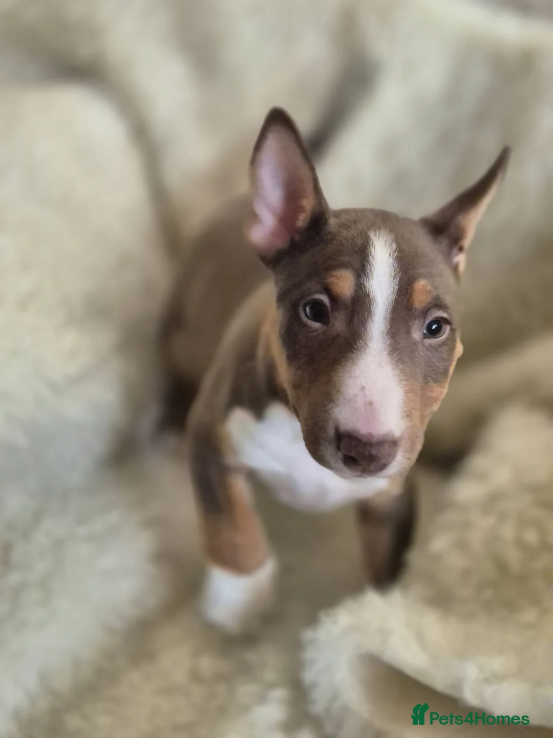 Miniature Bull terrier dogs for sale: REDUCED Exclusive Miniature Bull Terrier Pups  - Advert 29
