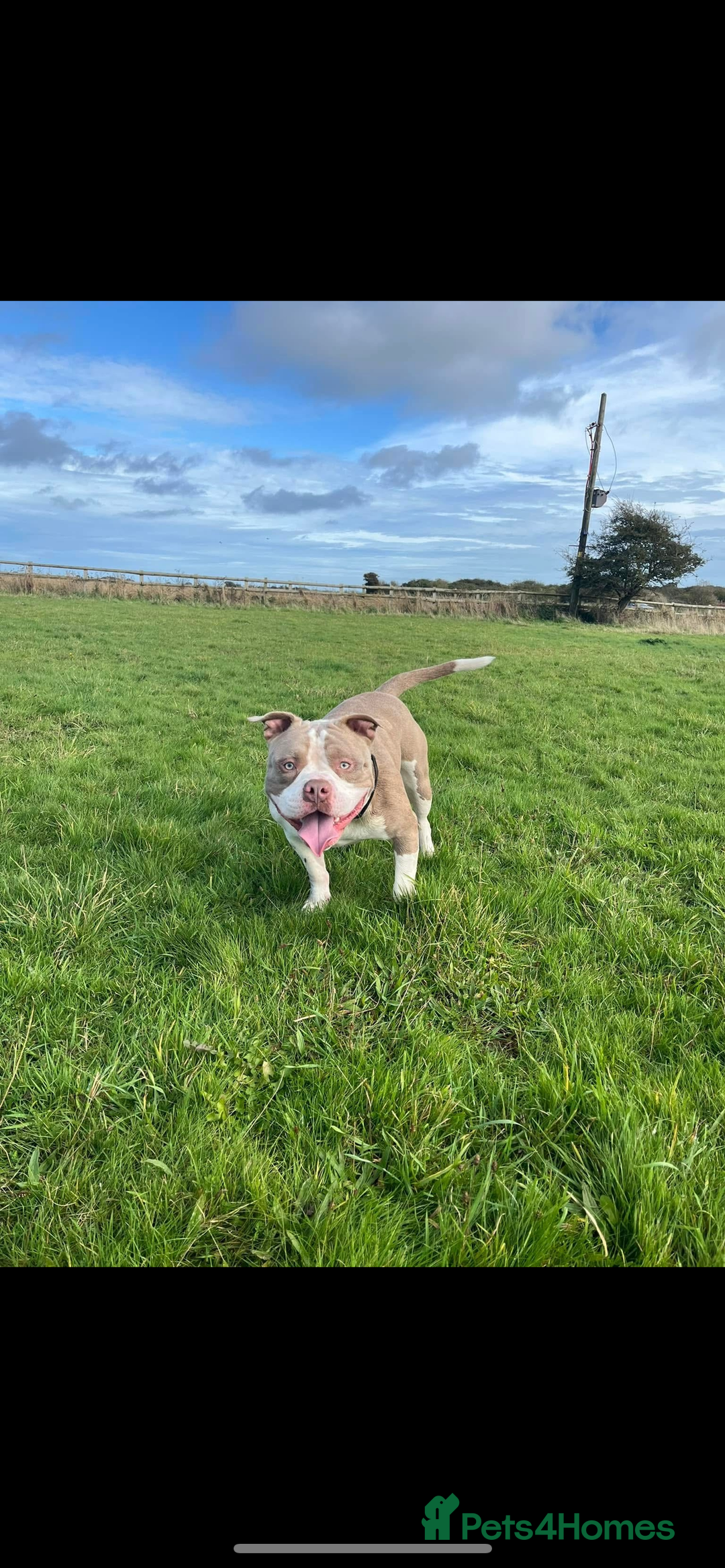 Mixed Breed dogs for sale: Nigel the pocket bully - Advert 1
