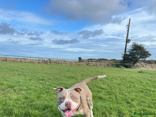 Mixed Breed dogs Nigel the pocket bully - Advert 1